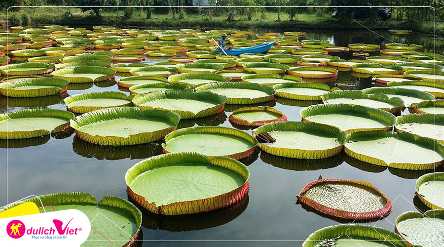 Du lịch Đồng Tháp - Làng Hoa Sa Đéc - Vườn Quýt Hồng Lai Vung - Chùa Lá Sen từ Sài Gòn