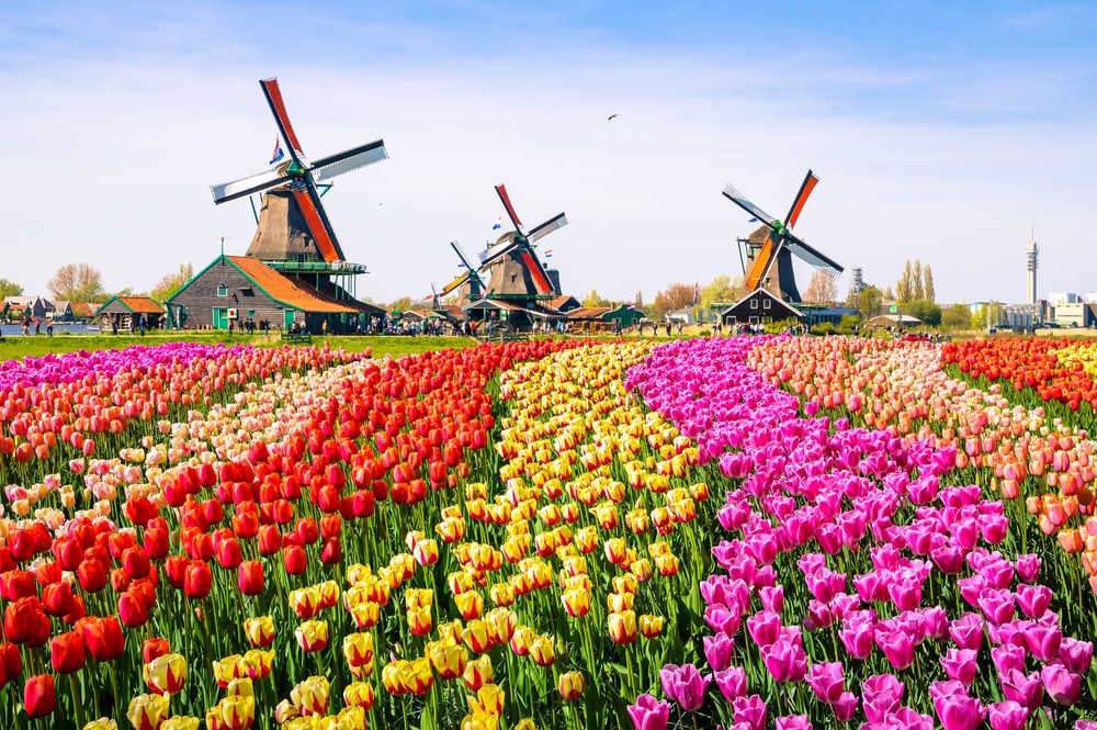 Cối xay gió và cánh đồng hoa tulip ở Hà Lan