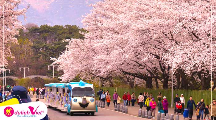 Du lịch Hàn Quốc mùa Hoa Anh Đào - Seoul - Lotte World - Hái dâu từ Sài Gòn