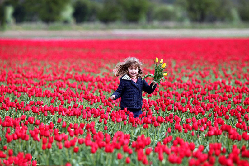 Khám phá vườn hoa tulip tuyệt đẹp ở Hà Lan