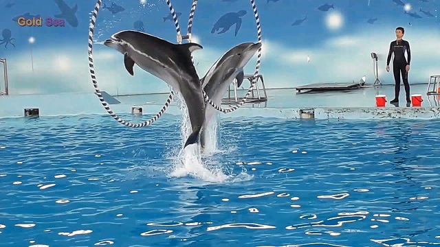 Kinh nghiệm du lịch Maldives vui đùa cùng cá voi, cá heo