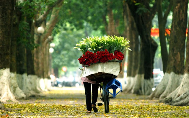 Cảnh sắc mùa thu Hà Nội với những hàng cây lá vàng